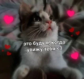 🌟 emoji mimi kotyki عضوة Telegram sticker 9 of 69
