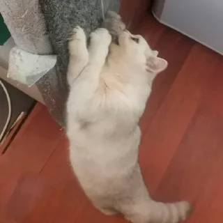 Sticker from cats mood