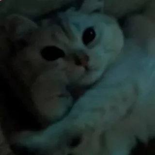 Sticker from cats mood