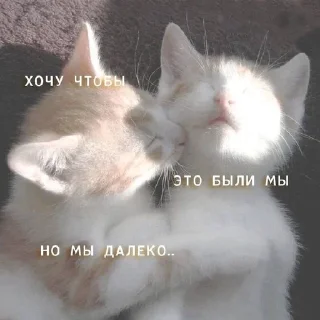 🌟 emoji mimi kotyki عضوة Telegram sticker 14 of 69