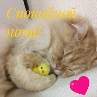 🌟 emoji mimi kotyki عضوة Telegram sticker 5 of 69