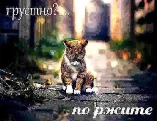 🌟 emoji Житуха Telegram sticker 22 of 48