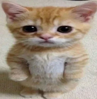 💐 emoji член партії регіонів Telegram sticker 1 of 70