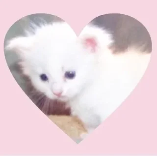 🎏 emoji член партії регіонів Telegram sticker 23 of 70