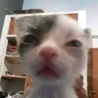 😩 emoji член партії регіонів Telegram sticker 2 of 70