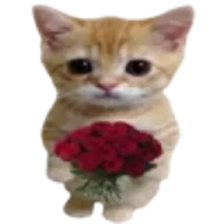Sticker from Котики