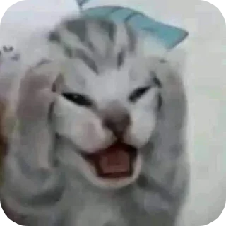 Sticker from животные