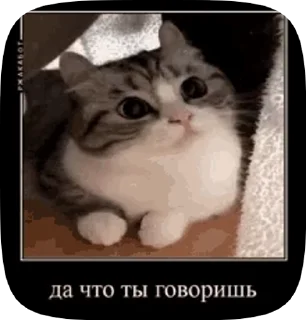 Sticker from КОШАКИ by oooeedeeooo @TgEmodziBot
