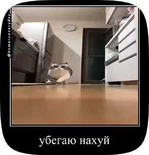 Sticker from КОШАКИ by oooeedeeooo @TgEmodziBot