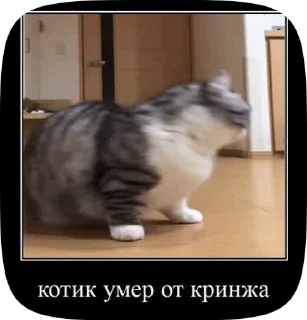 Sticker from КОШАКИ by oooeedeeooo @TgEmodziBot