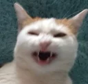 😁 emoji cat hate banana Telegram sticker 13 of 16