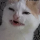 Sticker from cat hate banana