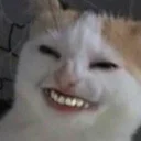 Sticker from cat hate banana