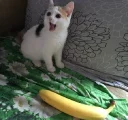 👶 emoji cat hate banana Telegram sticker 11 of 16