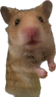 Sticker from буба хомяк 🐹