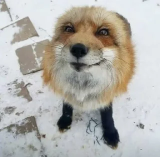 The Fox @AttackOfTendern3ss sticker 1