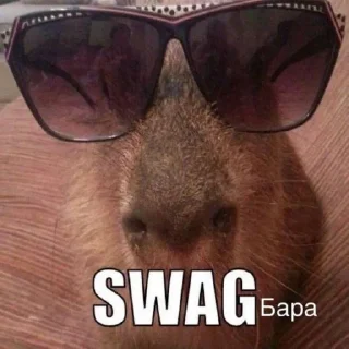 😎 emoji капибара Telegram sticker 10 of 19