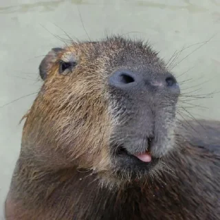 😋 emoji капибара Telegram sticker 17 of 19