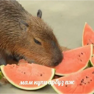🍉 emoji капибара Telegram sticker 12 of 19