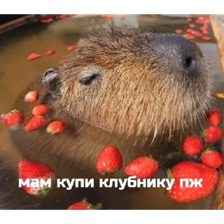 🍓 emoji капибара Telegram sticker 19 of 19