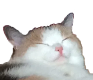 Sticker from S A R A