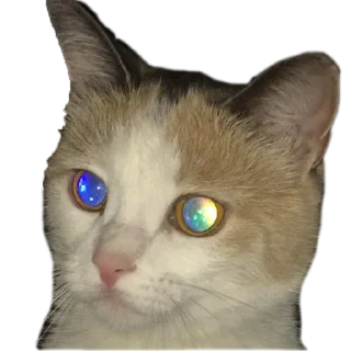 Sticker from S A R A
