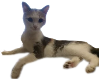 Sticker from S A R A