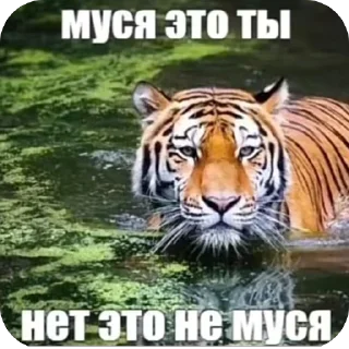 Sticker from mem