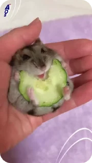 Sticker from pets