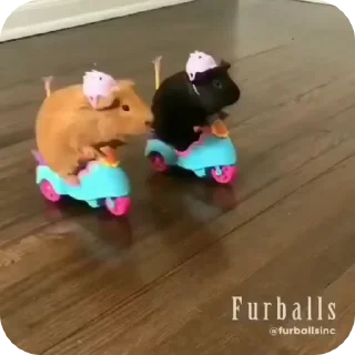 Sticker from pets