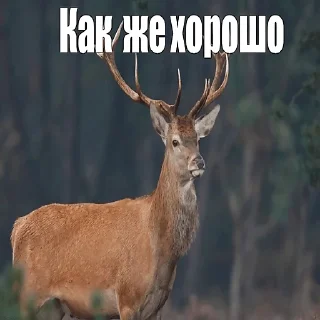 Sticker from сиськи