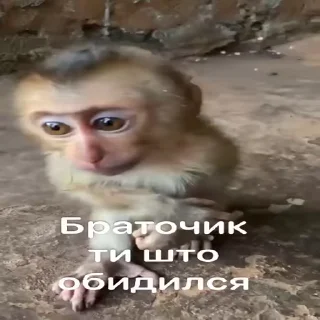 🥺 emoji манки @TgEmodziBot Telegram sticker 19 of 104