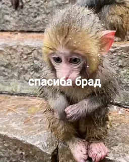 🤩 emoji манки @TgEmodziBot Telegram sticker 6 of 104
