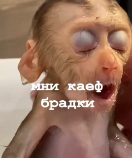 🤩 emoji манки @TgEmodziBot Telegram sticker 9 of 104