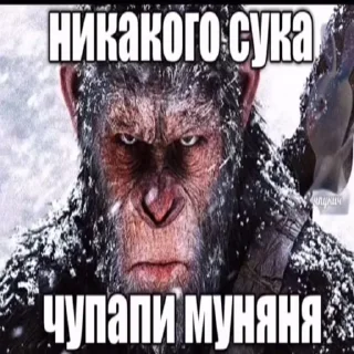 🦧 emoji Не заходи сюда👉🏻 @stikiin Telegram sticker 12 of 112
