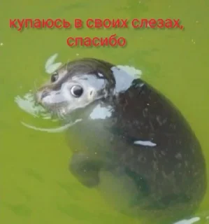 Sticker from отборные нерпы от эвелины