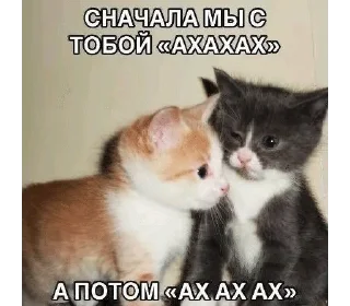 Sticker from коты и т.д