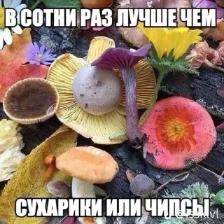 Sticker from грибочке @miaowmere