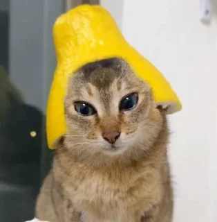 🍋 emoji камень я не дам 2.1 Telegram sticker 20 of 120