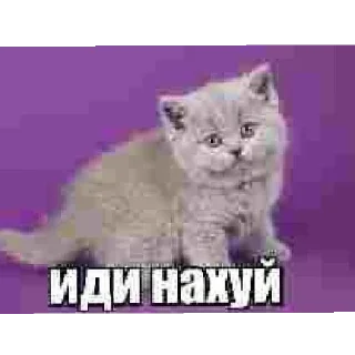 Sticker from 🥶🥶🥶