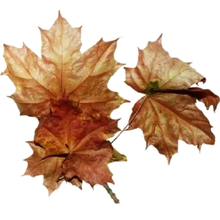 Sticker from 🍁Осень это клёво!🍂