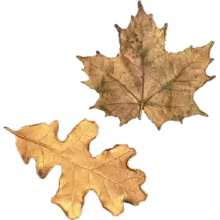 Sticker from 🍁Осень это клёво!🍂