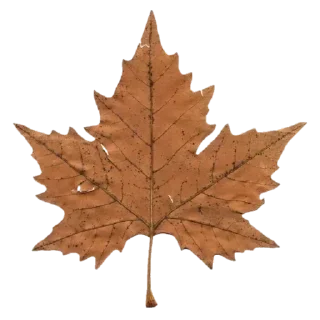 Sticker from 🍁Осень это клёво!🍂