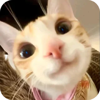 🐱 emoji Осенние мяуксы🍂 Telegram sticker 23 of 34