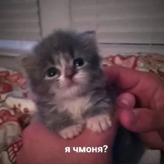 🥲 emoji лубофь Telegram sticker 22 of 77