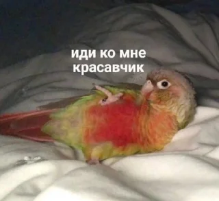 Sticker from секс рабство
