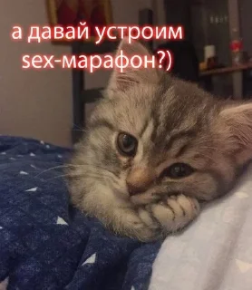 Sticker from секс рабство