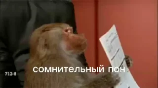 🥸 emoji Пон, монке и бибизяны Telegram sticker 14 of 95
