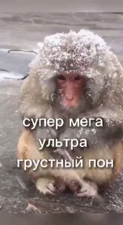 😏 emoji Пон, монке и бибизяны Telegram sticker 9 of 95