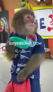 Sticker from Пон, монке и бибизяны